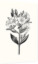 Zeepkruid zwart-wit (Soapwort) - Foto op Dibond - 40 x 60 cm