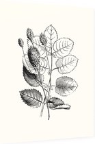 Grote Pimpernel zwart-wit (Great Burnet) - Foto op Dibond - 30 x 40 cm