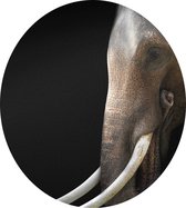 Aziatische olifant op zwarte achtergrond - Foto op Dibond - ⌀ 80 cm