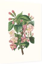 Weigela Heester Aquarel (Weigela) - Foto op Dibond - 60 x 80 cm