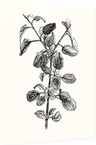 Hippophae zwart-wit (Buckthorn) - Foto op Dibond - 60 x 80 cm