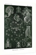 Bassia - Siphonophorae (Kunstformen der Natur), Ernst Haeckel - Foto op Dibond - 60 x 80 cm