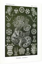 Sporadipus - Thuroidea (Kunstformen der Natur), Ernst Haeckel - Foto op Dibond - 60 x 80 cm