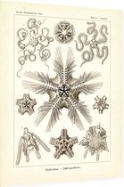 Ophiothrix - Ophiodea (Kunstformen der Natur), Ernst Haeckel - Foto op Dibond - 60 x 80 cm
