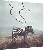 Abstracte zebra - Foto op Dibond - 60 x 60 cm