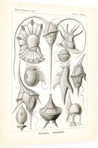 Peridinium - Peridinea (Kunstformen der Natur), Ernst Haeckel - Foto op Dibond - 60 x 80 cm