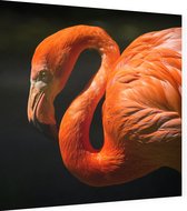 Flamingo op zwarte achtergrond - Foto op Dibond - 80 x 80 cm