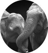Olifanten op zwarte achtergrond - Foto op Dibond - ⌀ 30 cm