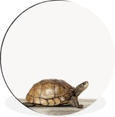 WallCircle - Wandcirkel - Muurcirkel - Schildpad - Jongen - Dieren - Kinderen - Meisjes - Aluminium - Dibond - ⌀ 140 cm - Binnen en Buiten