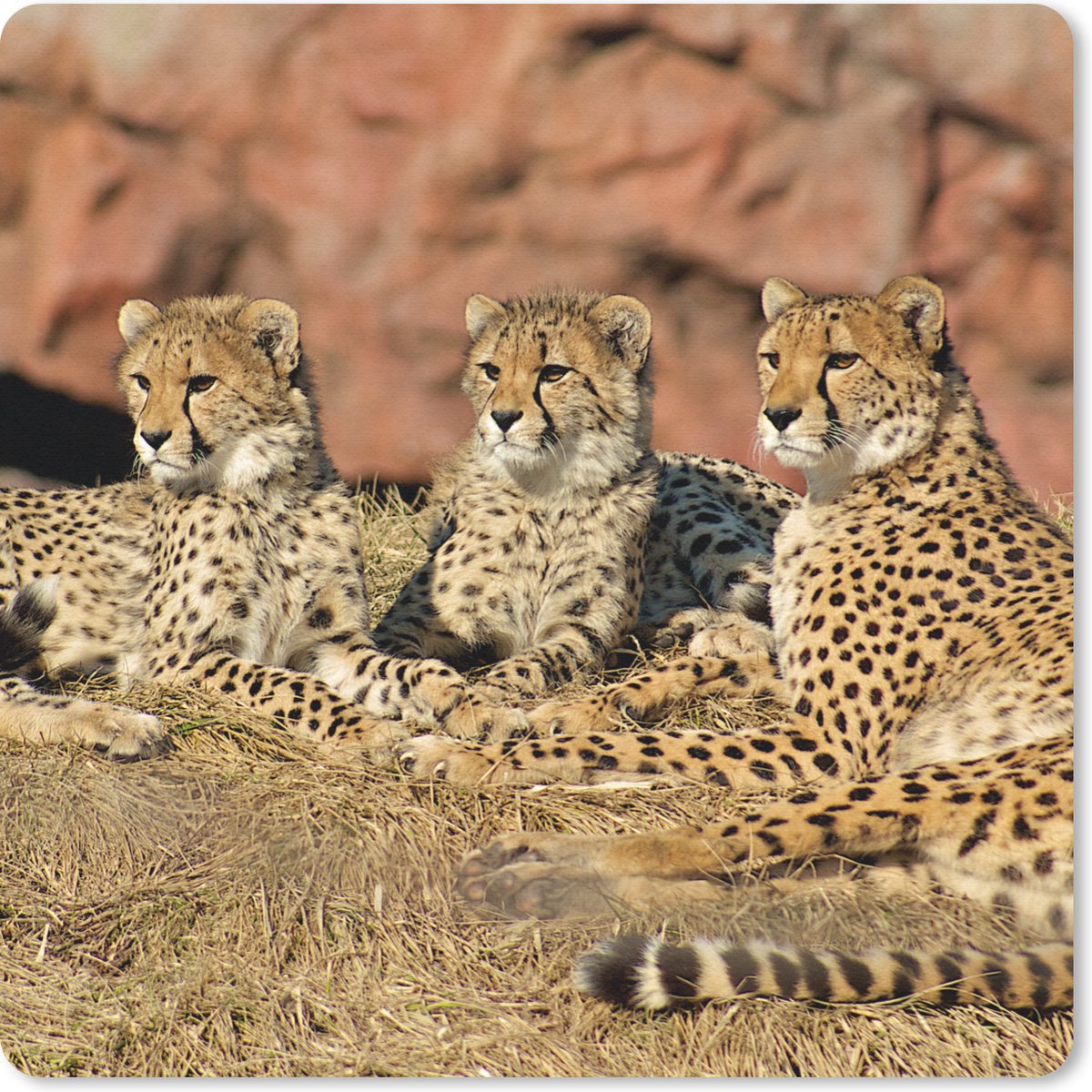 Muismat 30x30 cm - Mousepad Cheetah moeder en welpen - Muismatten