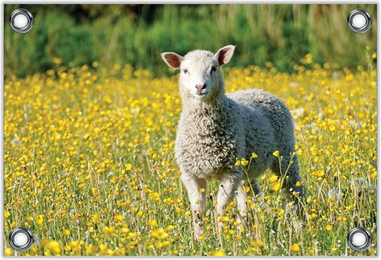 Tuinposter –Schaap in geel Bloemenveld– 40x30 Foto op Tuinposter (wanddecoratie voor buiten en binnen)