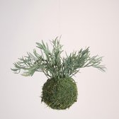 Onderhoudsvrije Kokedama - moskleur: Moss Green - afm. 18 cm - eucalyptus