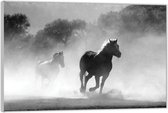 Acrylglas –Twee Rennende Paarden Zwart - Wit– 60x40 (Met Ophangsysteem)