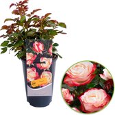 Rosa 'Nostalgie®'  - Snijroos op pot - Roze Crème- ↑ 35-40cm - Ø 17cm