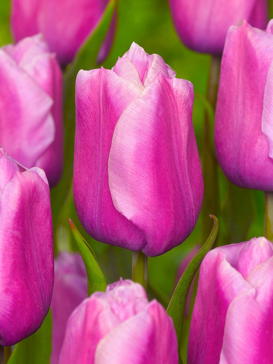 20x Tulpen 'Holland beauty' - BULBi® Bloembollen met bloeigarantie