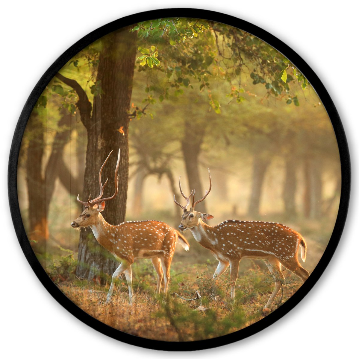 FrameYourWall Poster in lijst Rond - Fotolijst 40x40 cm - Posters - Herten - Bos - Herfst - Bosdieren - Natuur - Hert - Ronde posterlijst zwart - Decoratie - Wanddecoratie woonkamer - Muurdecoratie slaapkamer
