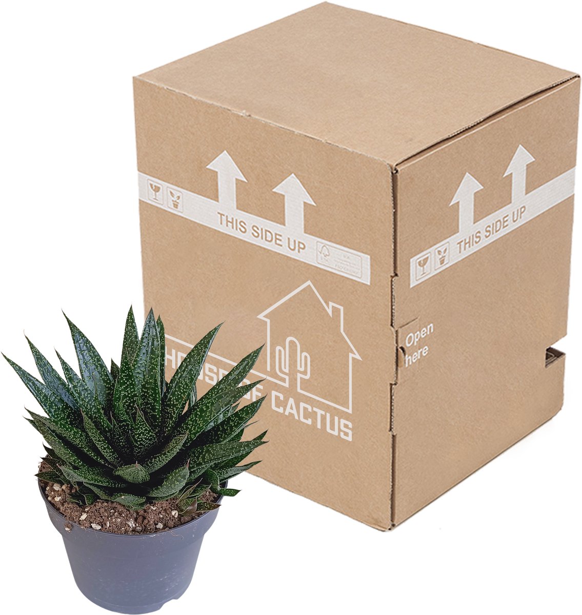 Gasteria 'd Due 17 cm