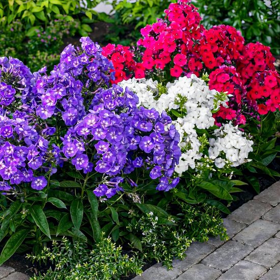 Paarse, witte en rode Phlox bloemenborder langs een betegeld pad.