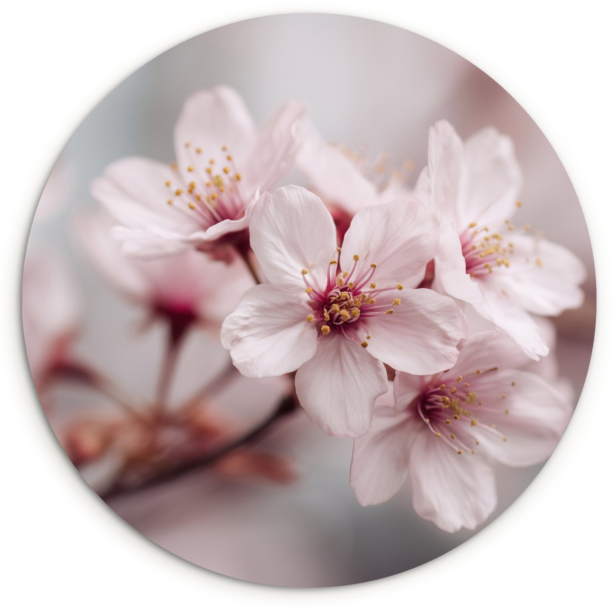 WallCircle Wandcirkel 30x30 cm - Muurcirkel Bloesems - Meeldraden - Geel - Wazig - Muurdecoratie woonkamer - Wanddecoratie slaapkamer - Kamer decoratie accessoires - Ronde schilderijen