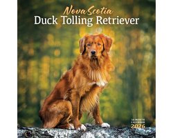 Nova Scotia Duck Tolling Retriever Kalender 2026