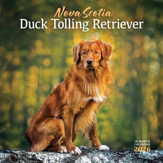 Nova Scotia Duck Tolling Retriever Kalender 2026