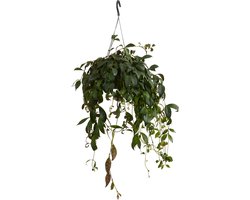 Bloomique - Aeschynanthus Marmoratus - Lippenstiftplant - Hangplant - Kamerplanten - Diervriendelijk - Luchtzuiverend - Hoogte 30-40 cm - Pot 17 cm