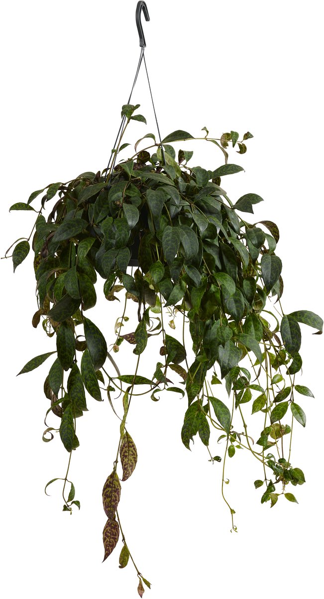 Aeschynanthus Marmoratus kopen