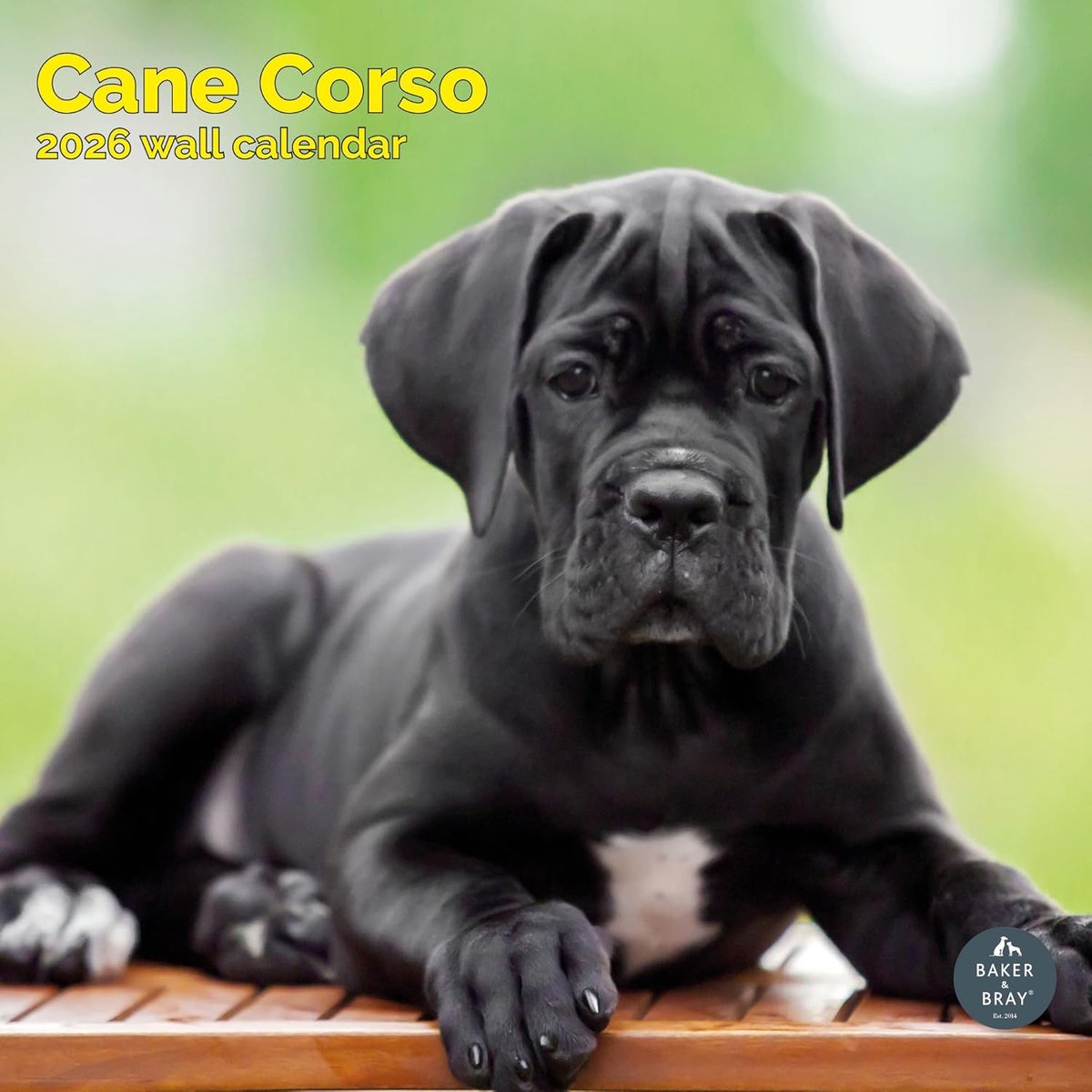 Cane Corso Kalender 2027