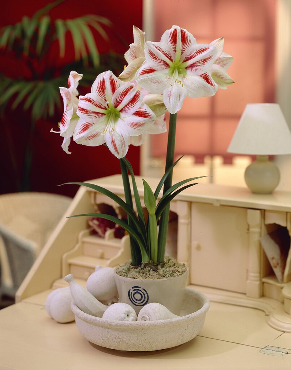Amaryllis Sydney | 1 stuk | Hippeastrum | Bloembol