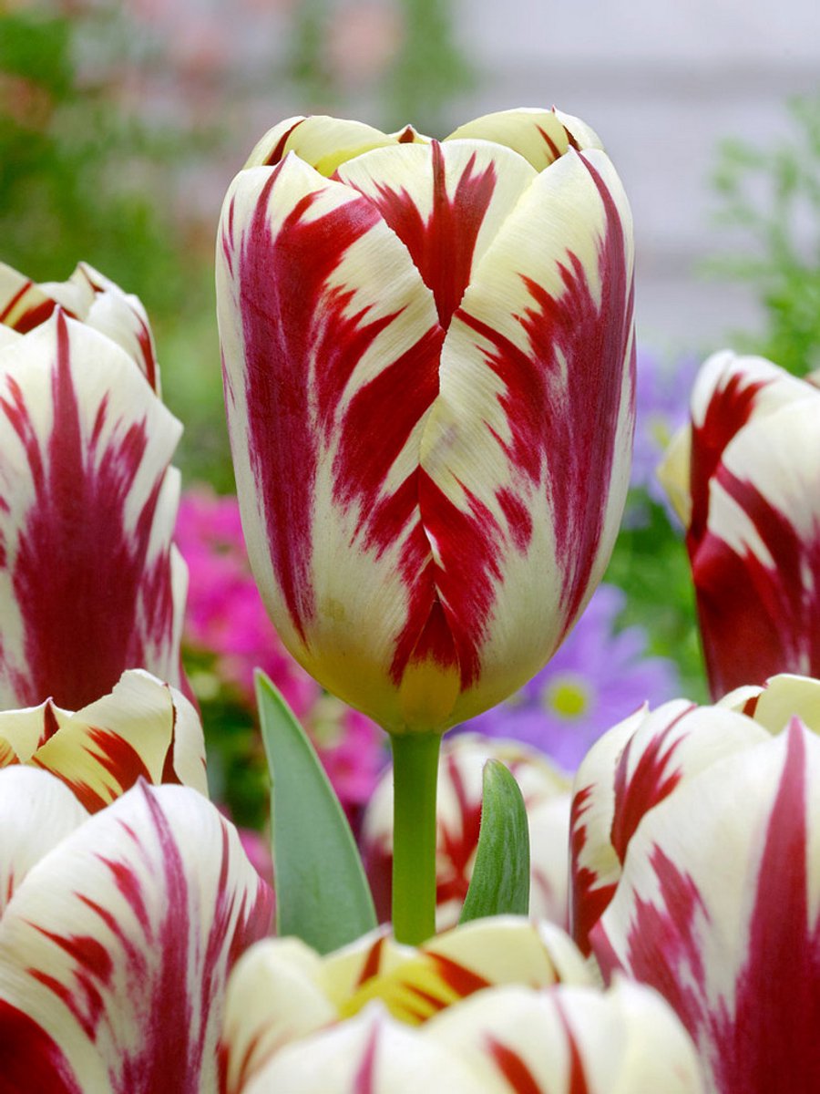 25x Tulpen 'Grand perfection' - BULBi® Bloembollen met bloeigarantie