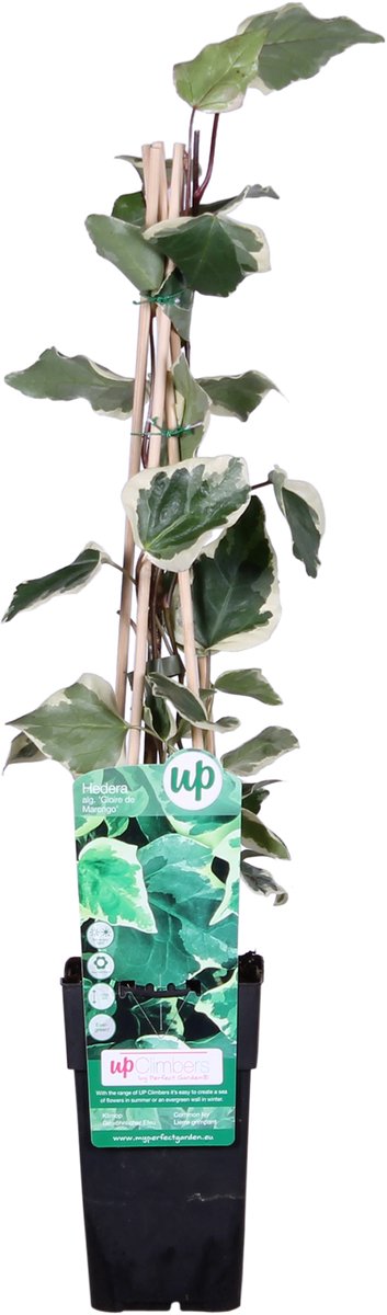 Hello Plants Hedera Algeriensis Gloire de Maren Klimop - Klimplant - Ø 15 cm - Hoogte: 65 cm