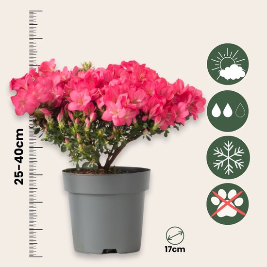 Japanse azalea - Set van 4 - Rhododendron 'Anouk' - Hoogte 25-40cm - ⌀17cm - Plant in a Box