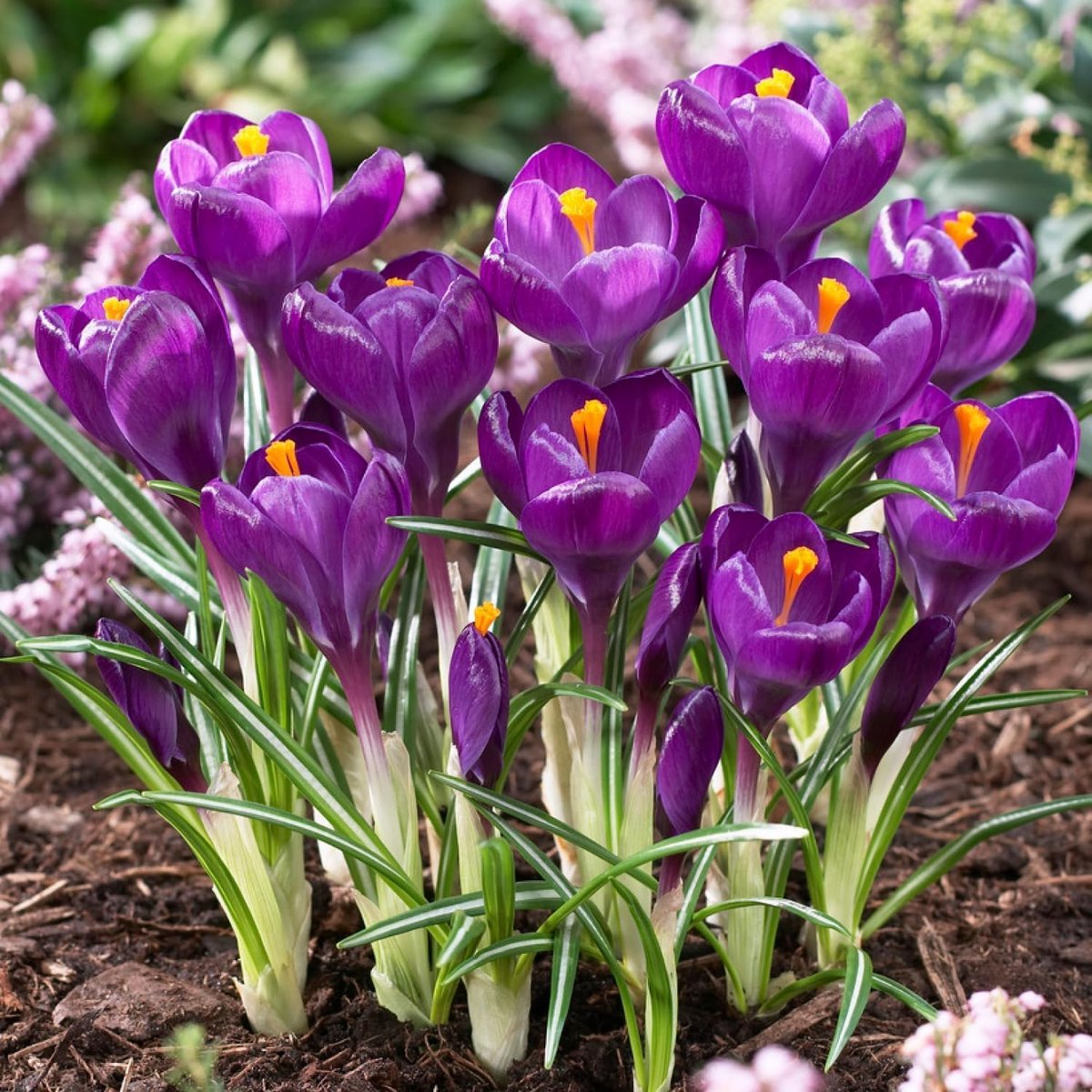 Krokussen Bloembollen Winterhard - Crocus - Flower Record - 50 stuks - Paars - Bloem bollen - Meerjarig Mix