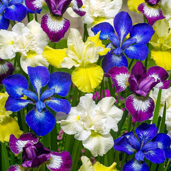 Iris Bloembollen Winterhard - Sibirica - 5 stuks - Meerkleurig - Bloem bollen - Meerjarig Mix