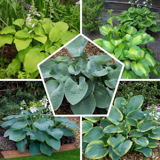 Hosta Funky Budget Mix - 5 stuks Buitenplanten - Tuinplant - Meerkleurig - Tuin Plant voor Buiten