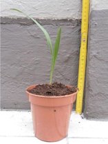 Trachycarpus fortunei - Waaierpalm 7-15cm - Zaailing 10 cm
