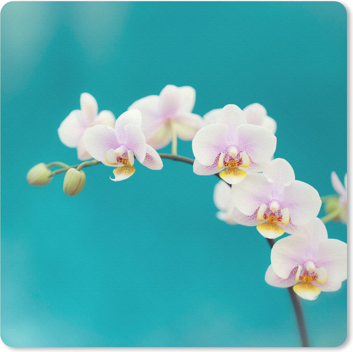 Muismat 20x20 cm - Mousepad Orchidee - Bloemen - Plant - Wit - Paars - Muismatten