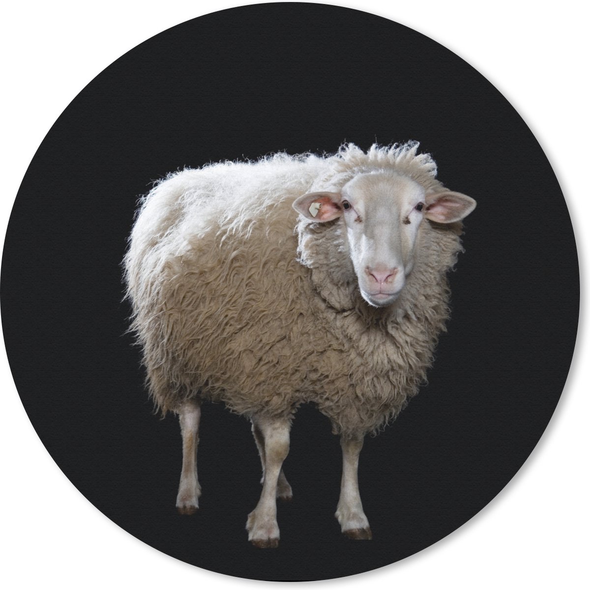 Muismat rond 40x40 cm - Mousepad Schaap - Boerderijdieren - Zwart - Ronde muismatten