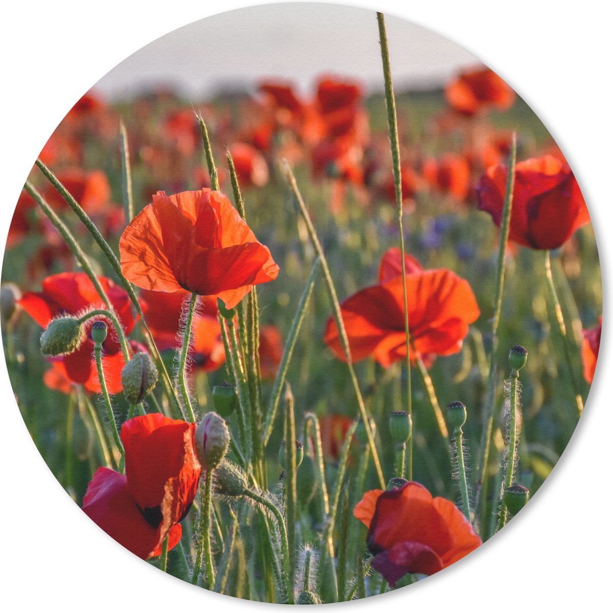 Muismat rond 20x20 cm - Mousepad Bloemen - Klaprozen - Natuur - Rood - Ronde muismatten