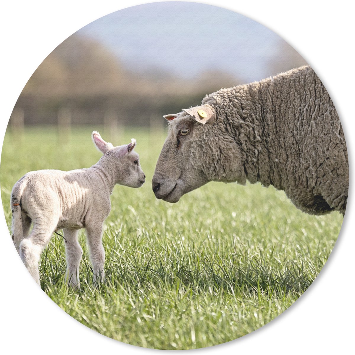 Muismat rond 20x20 cm - Mousepad Schaap - Gras - Lente - Ronde muismatten