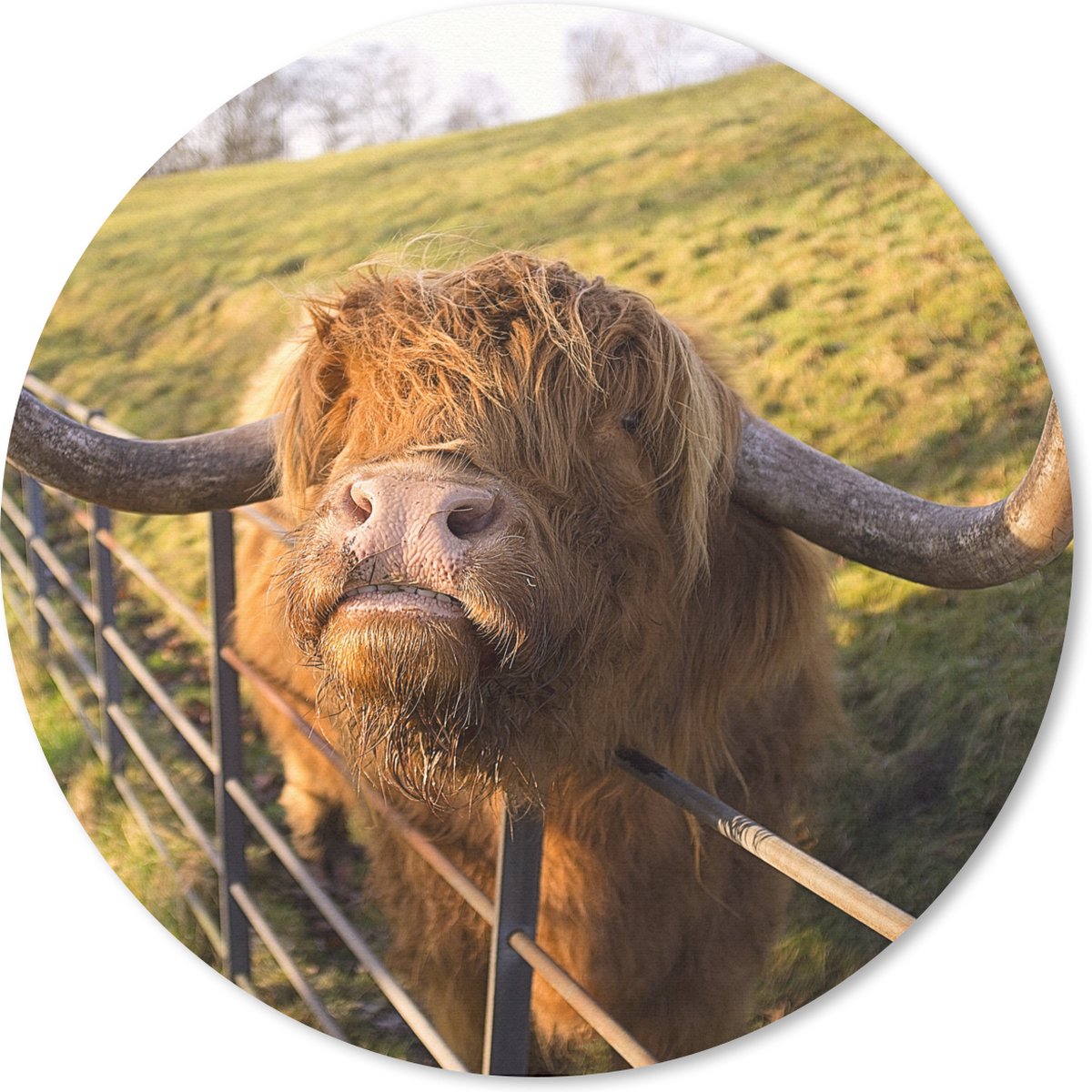 Muismat rond 30x30 cm - Mousepad Schotse Hooglander - Hek - Gras - Ronde muismatten