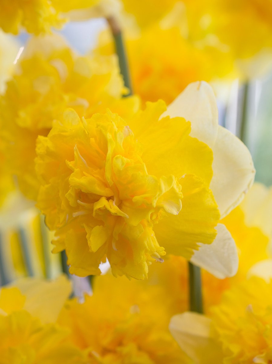 Narcis Full House | 10 stuks | Geel | Wit | Narcissenbollen