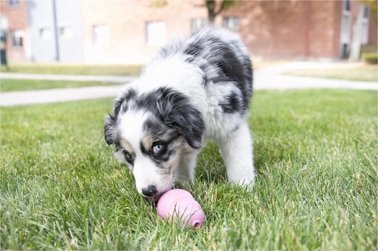 Een australische herderspup met blauwe ogen speelt in het gras met een roze KONG.