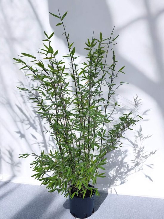 Fargesia Black Pearl - Nitida Bamboe Plant - 120+ cm hoog - 5.5L Potmaat - Zwarte Bamboe Halmen - 50 tot 70 cm Groei Per jaar - Wordt max. 400 cm hoog - Niet-woekerende sierbamboe | Zeer winterhard | Wintergroen - Plant Cadeau