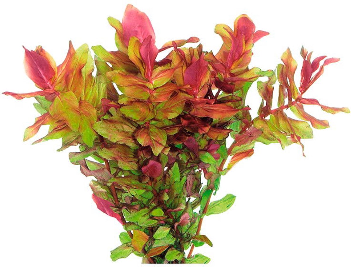 Easy grow 101 rotala macrandra