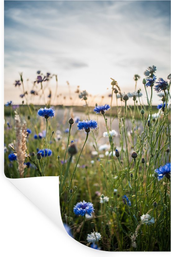 Korenbloemen in een veld bij zonsondergang met luchtige wolken