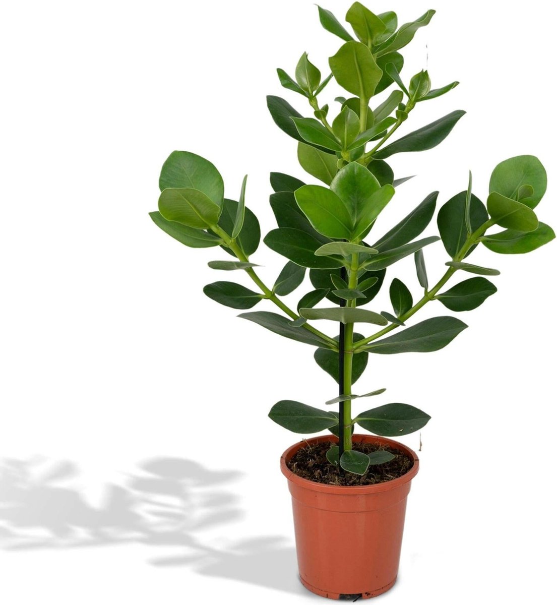 Clusia Rosea Princess -60cm -Ø17 Groene Kamerplant