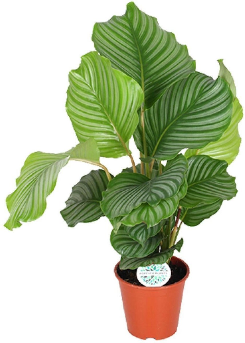 Calathea Orbifolia -60cm -Ø17 Groene Kamerplant