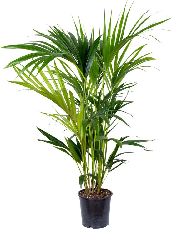 Bloomique - Howea Forsteriana - Kentia Palm - Kamerplanten - Luchtzuiverend - Diervriendelijk - Hoogte 80-100 cm - Pot 19 cm