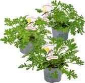 Bloomique - Set van 3 - Pelargonium Graveolens - Citroengeranium - Anti-Muggen - Geurend - Tuinplanten - Hoogte 15-30 cm - Pot 10,5 cm